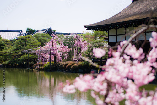 Obraz na płótnie 京都平安神宮の春景色 w salonie