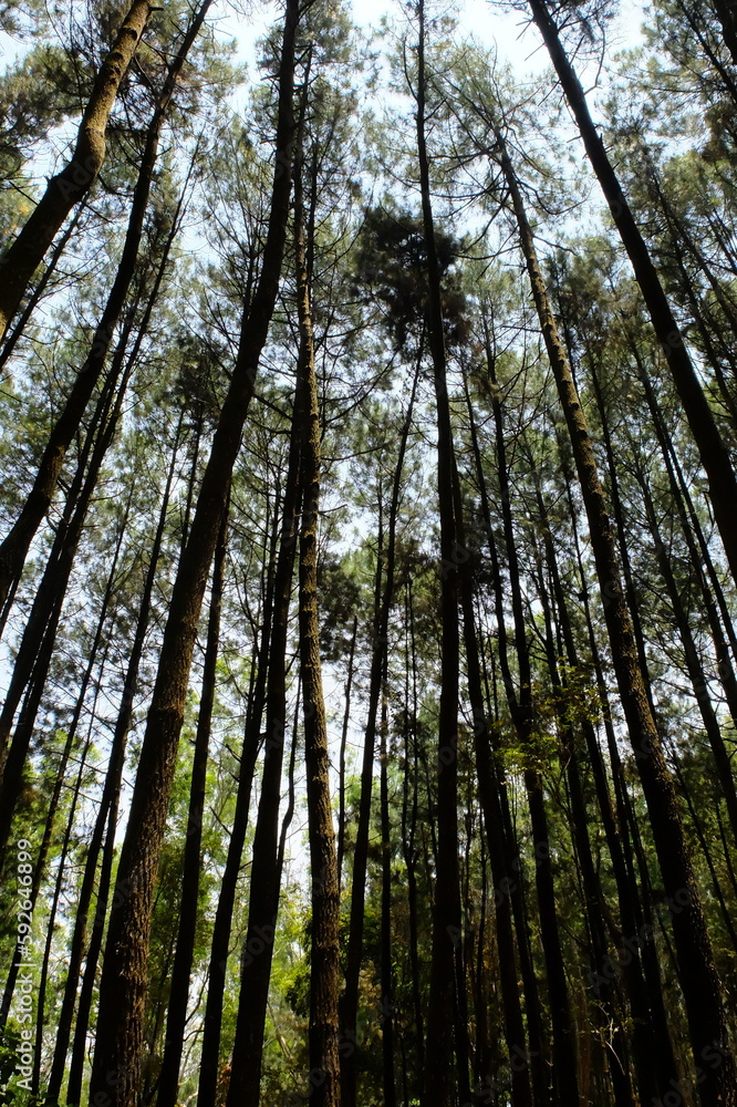 Mangunan Pine Forest, near Yogyakarta city. Indonesia. Indonesian landscape. Pine forest Mangunan Pine Forest, near Yogyakarta city. Indonesia. Indonesian landscape. Pine forest