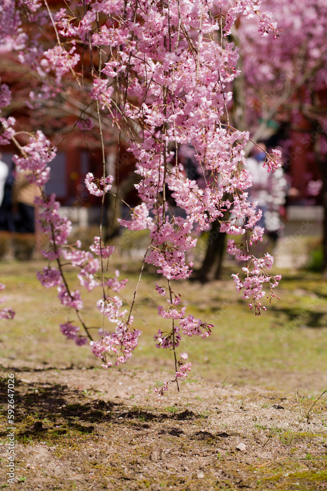 京都平安神宮の春景色