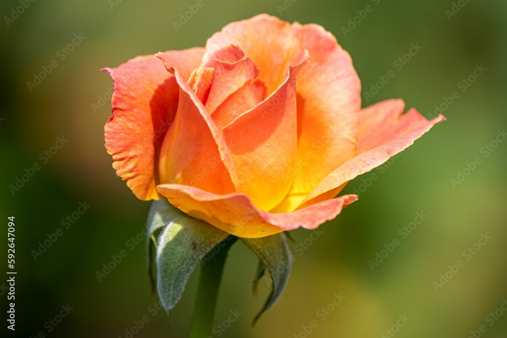An orange rose in a green garden An orange rose in a green garden