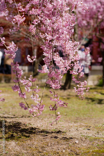 Obraz na płótnie 京都平安神宮の春景色 w salonie