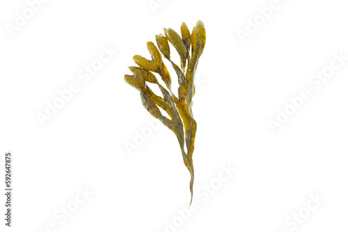 Fucus vesiculosus, rockweed, bladder wrack, black tang, sea grapes, bladder fucus, sea oak, cut weed, dyers fucus, red fucus 
or rock wrack brown seaweed isolated transparent png photo