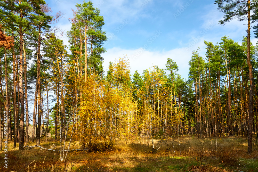 Autumn landscape, young birches in a pine forest on a sunny day. Autumn landscape, young birches in a pine forest on a sunny day.
