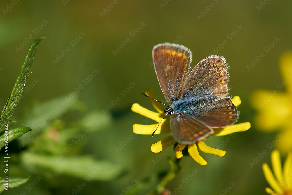 Beautiful butterfly on a yellow wild flower close-up. Beautiful butterfly on a yellow wild flower close-up.