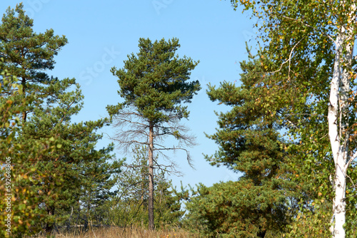 Forest landscape with tall pine and blue sky. © Stas