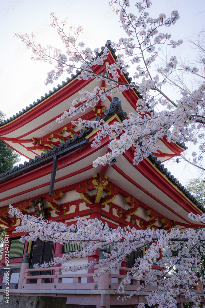 京都知恩院の春景色