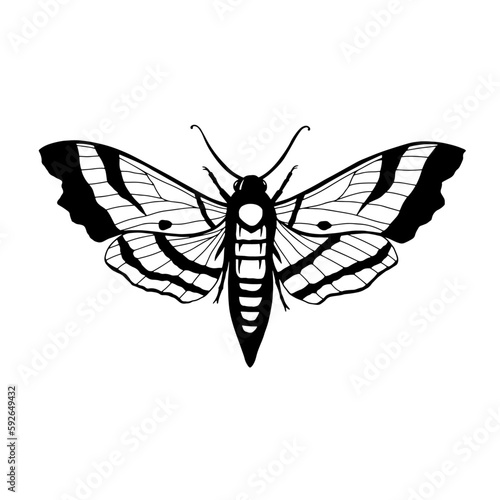 Moth vector graphic
