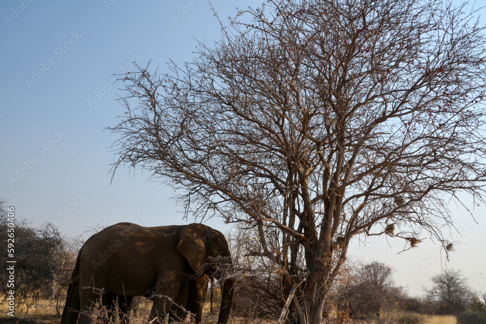 Obraz premium Two elephants stand under a dry tree in a nature reserve in the shade