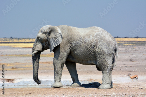 A grand old elephant walks through the rocky desert to meet antelopes