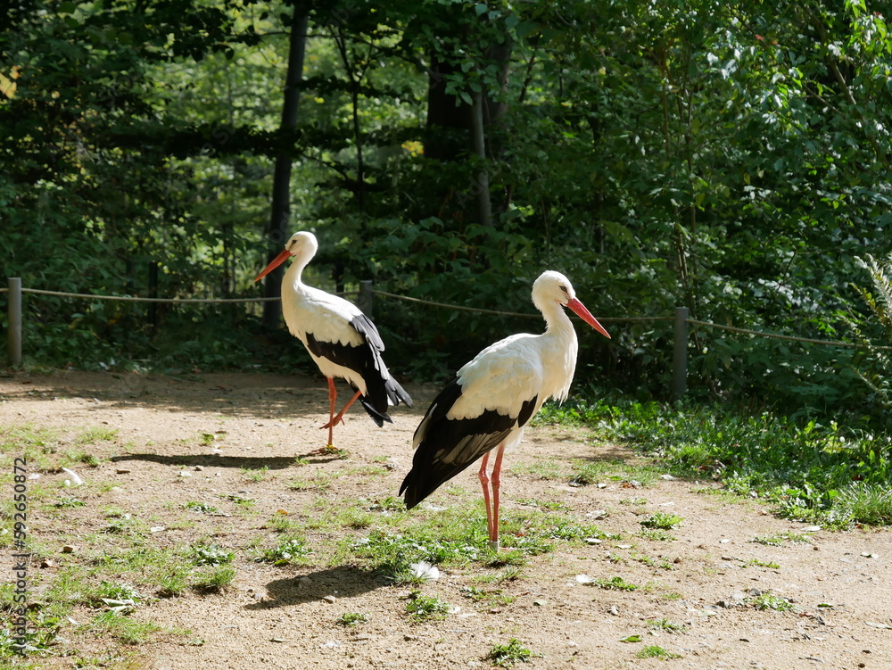 Obraz premium Zwei Weißstörche (Ciconia ciconia), Vögel
