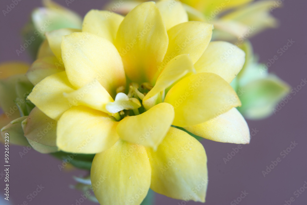 yellow kalanchoe bud yellow kalanchoe bud