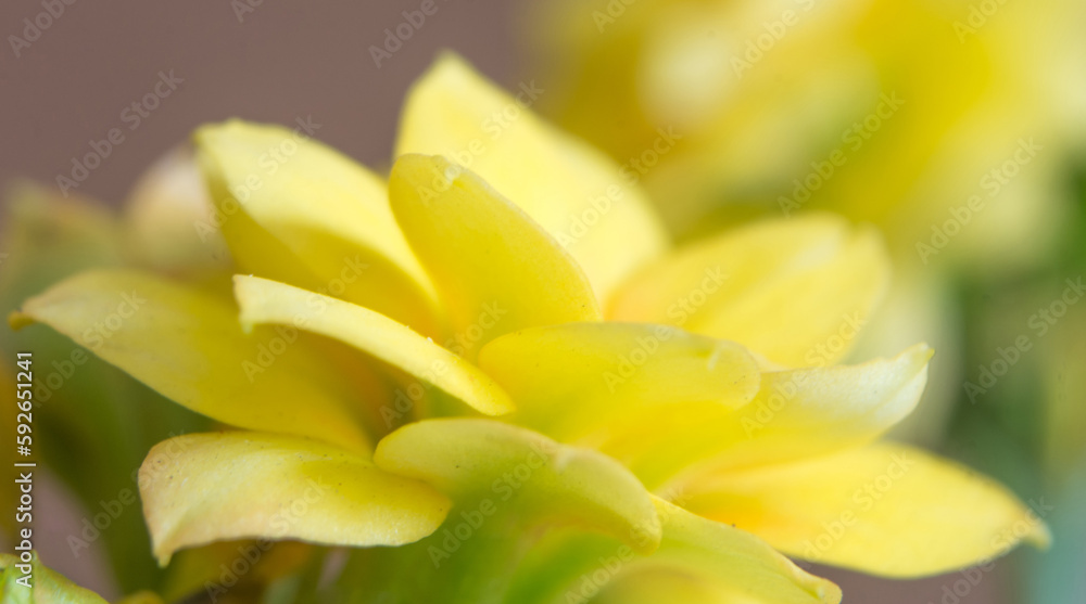 yellow kalanchoe bud yellow kalanchoe bud