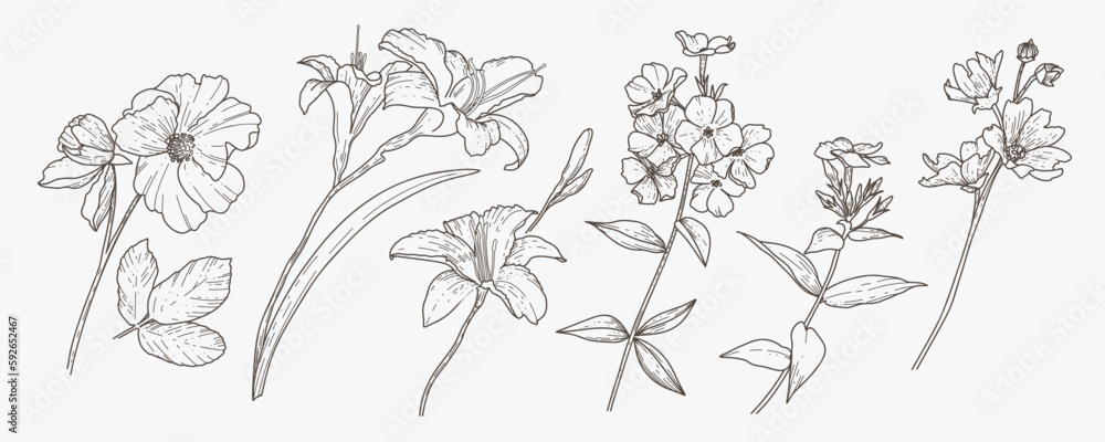 Garden flowers set, botanical graphic drawing in vintage style. Lily, phlox, wild rose, mallow. Engraved vector illustration isolated on white background