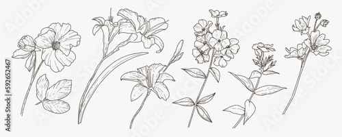 Garden flowers set, botanical graphic drawing in vintage style. Lily, phlox, wild rose, mallow. Engraved vector illustration isolated on white background