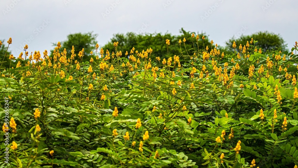 Blossoming tree of senna alata in the field on a sunny day Blossoming tree of senna alata in the field on a sunny day