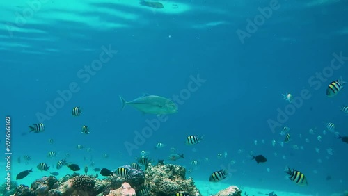 Wallpaper Mural Sergeant fishes, surgeonfishes and bluefin trevally are swimming between tropical corals in coral garden in reef of Maldives island in wide angle video camera mode Torontodigital.ca