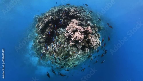 School of dark banded fusilier swimming over tropical coral in coral garden in reef of Maldives island in a 360 video camera degree modus photo