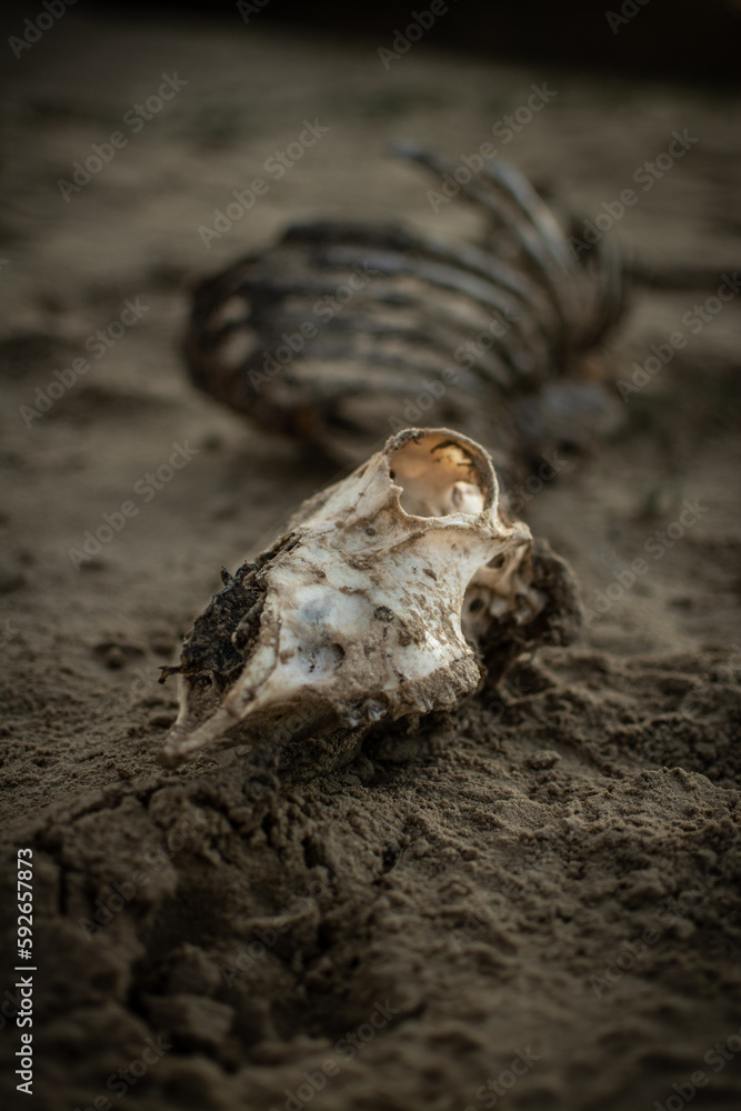 Obraz premium The skeleton of a dead sheep