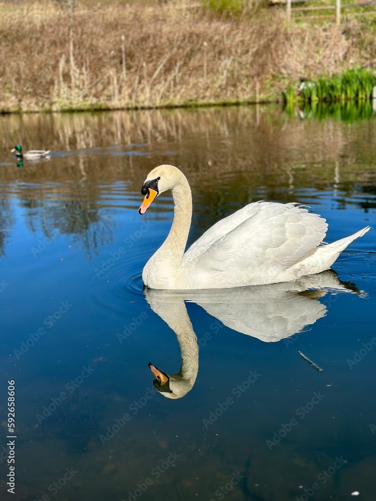 Naklejka premium Swans on a lake with blue water and a sunny day. 
