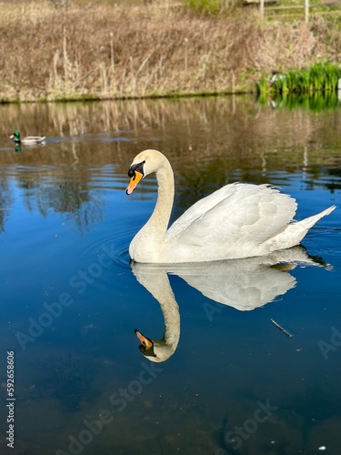 Swans on a lake with blue water and a sunny day. 