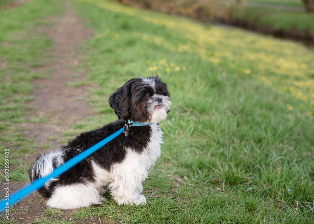 Fototapeta premium Shih Tzu dog on a blue leash in a spring park