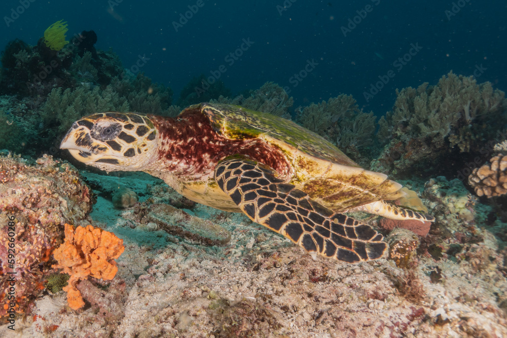 Hawksbill sea turtle at the Sea of the Philippines Hawksbill sea turtle at the Sea of the Philippines