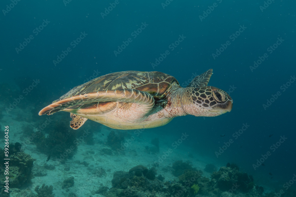 Fototapeta premium Hawksbill sea turtle at the Sea of the Philippines