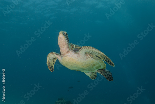 Hawksbill sea turtle at the Sea of the Philippines