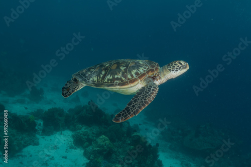Hawksbill sea turtle at the Sea of the Philippines © yeshaya