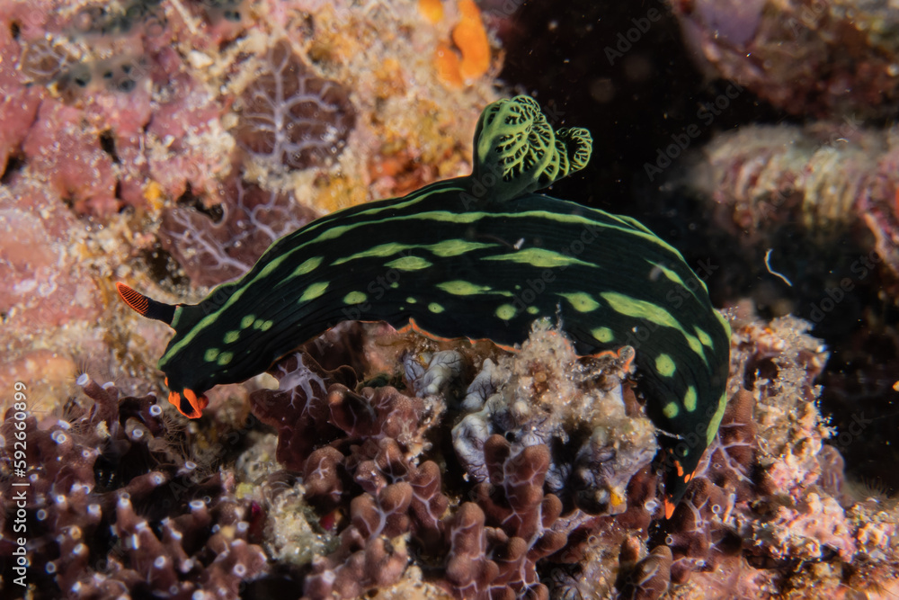 Sea slug at the Sea of the Philippines Sea slug at the Sea of the Philippines