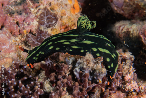 Sea slug at the Sea of the Philippines