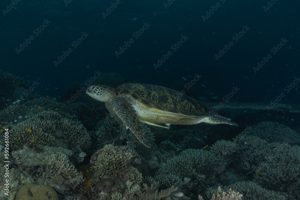 Hawksbill sea turtle at the Sea of the Philippines Hawksbill sea turtle at the Sea of the Philippines