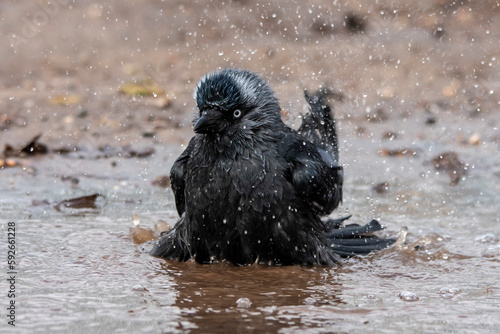 kawka czarna ptak kąpiel