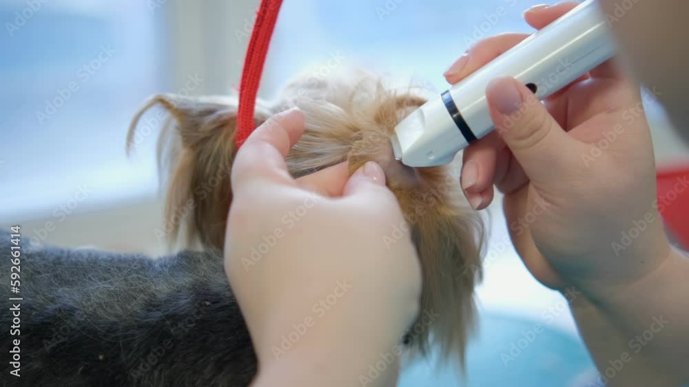 Yorkshire Terrier happy in grooming salon after beauty hygienic