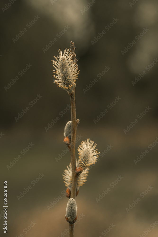 Salix Caprea shrub, bush plant, flower petals pollen spring time tree shrubbery nature garden green and white feather flowers blossom blooming close up macro photography Salix Caprea shrub, bush plant, flower petals pollen spring time tree shrubbery nature garden green and white feather flowers blossom blooming close up macro photography