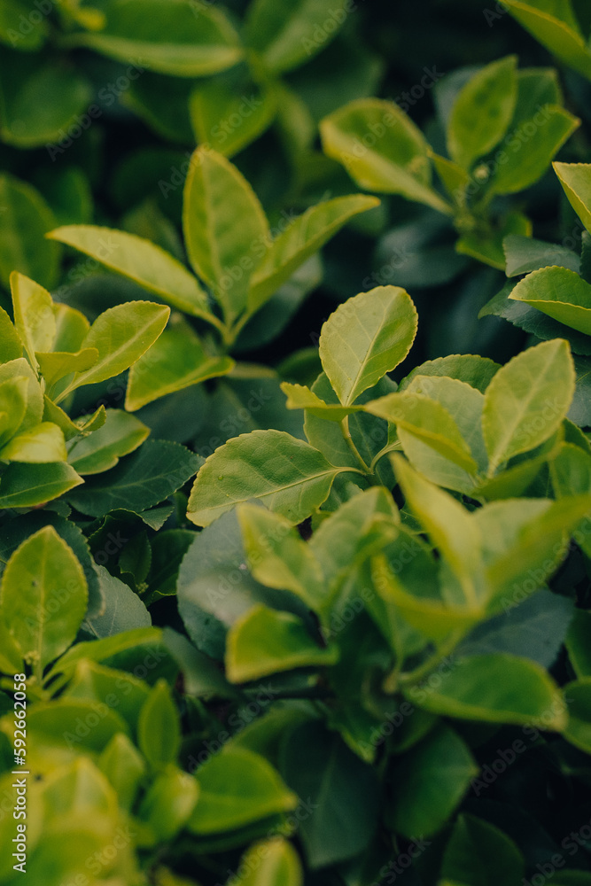 Obraz premium Close up photo of leaves on a bush, plant life and flowers texture background wallpaper patten, green with shadows, macro photography, landscape picture