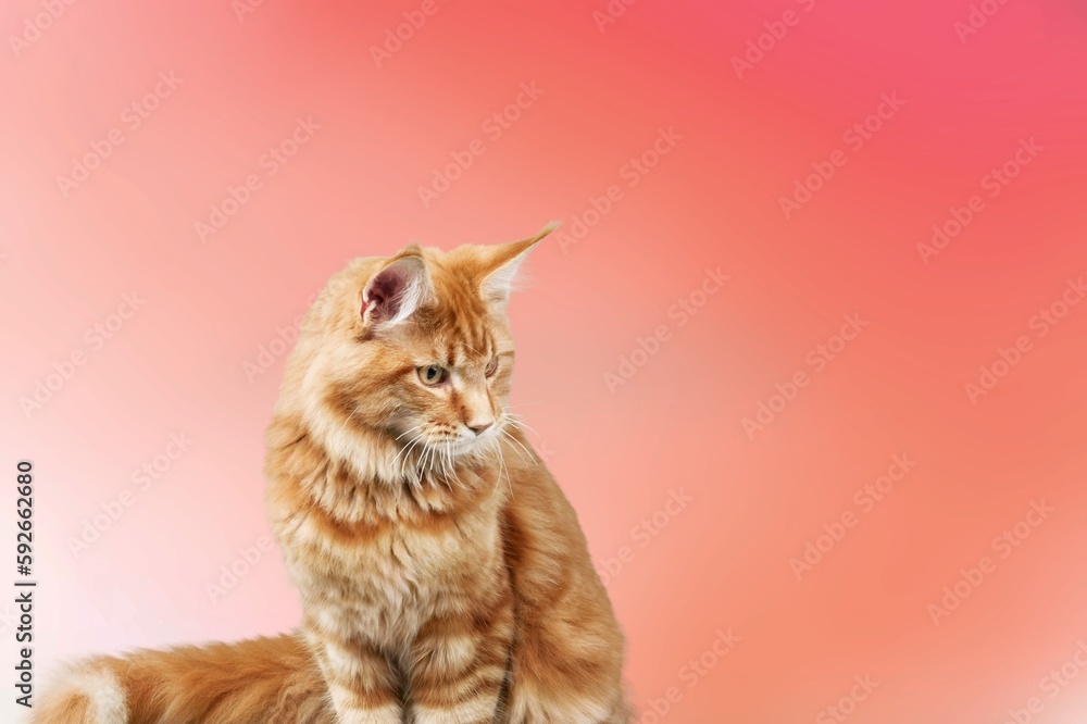 Cute young kitten on a bright colored background.