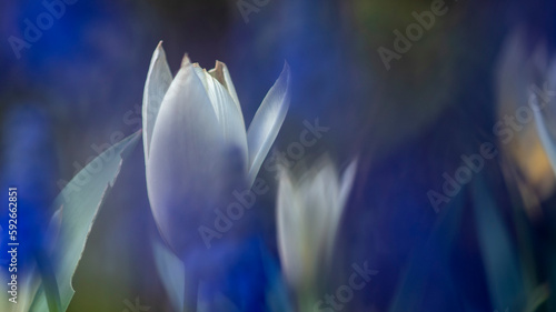 szafirki niebieskie bia  e tulipany na wiosn  