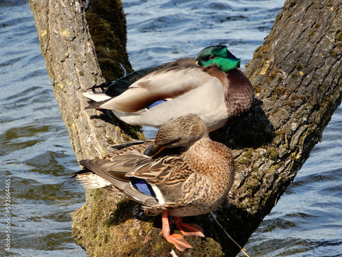 ducks on the tree next to the water