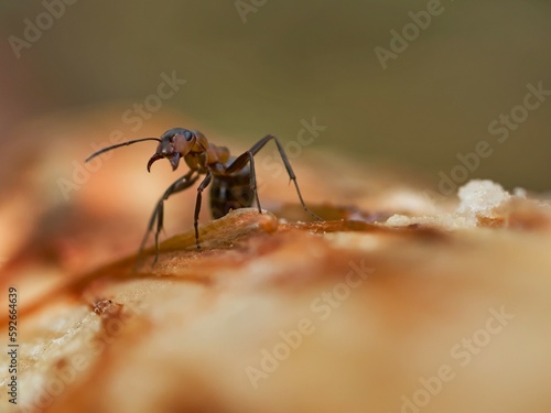 An ant on the trunk of a fallen pine tree. © Adam