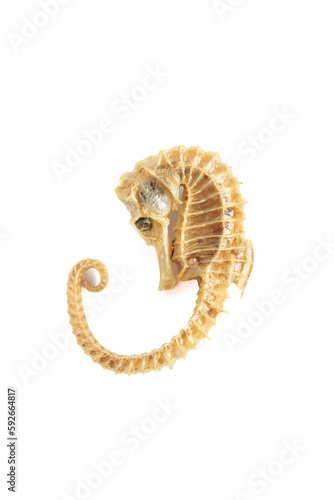 dried seahorse skeleton on a white background, isolated