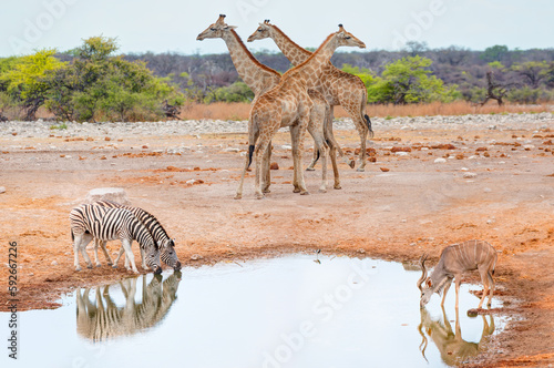 Amazing giraffe walking across the African savannah - Amazing african elephants at sunset - African elephants standing near lake in Etosha National Park  Namibia