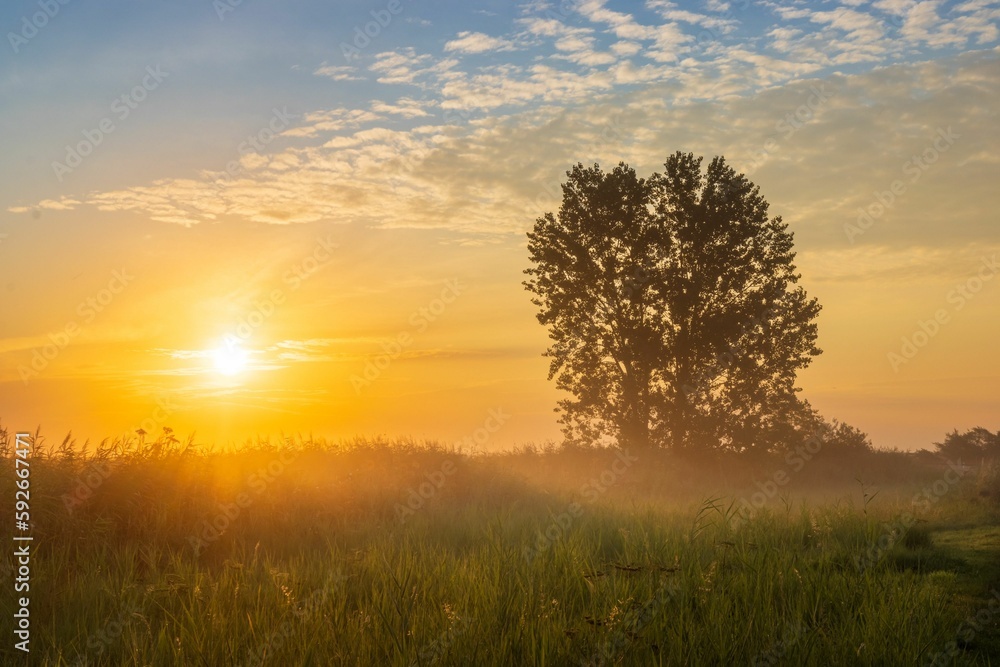 Obraz premium Landscape view of the green grass with a lush tree at sunset