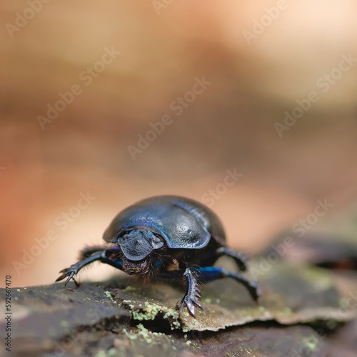 Dung beetle (Geotrupes stercorarius) in the forest in spring time. © Adam