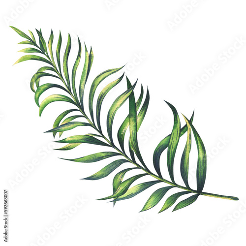 Green tropical palm tree branch. Watercolor illustration, hand drawn. Isolated object on a white background. For compositions, patterns, templates, design and decoration.
