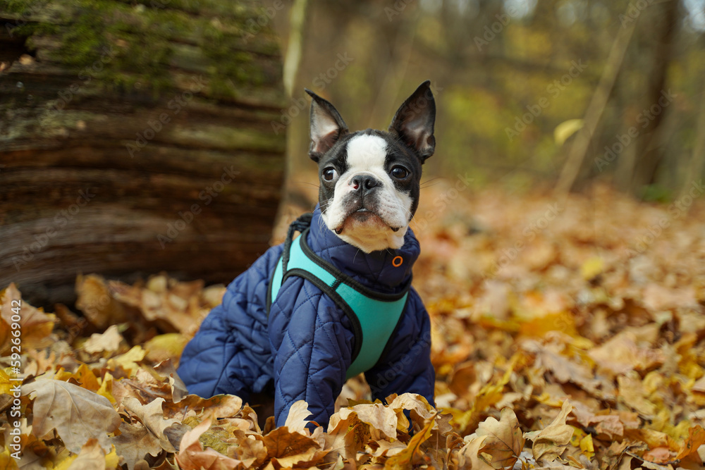 A French bulldog in fashionable clothes sits in the autumn forest. Clothing for animals. Dog fashion