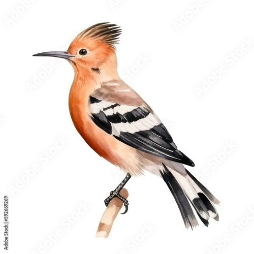 Watercolor illustration of Eurasian hoopoe isolated on white background. Colorful beautiful bird in aquarelle style. Generative AI.