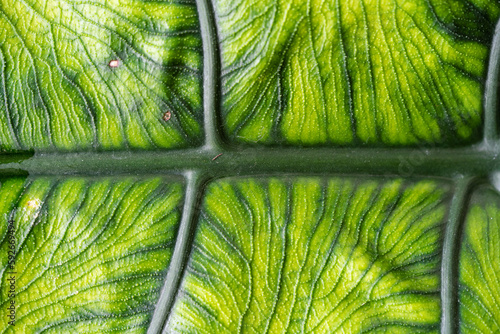 Alocasia Jacklyn (Sulawesi sp) leaf texture close up photo