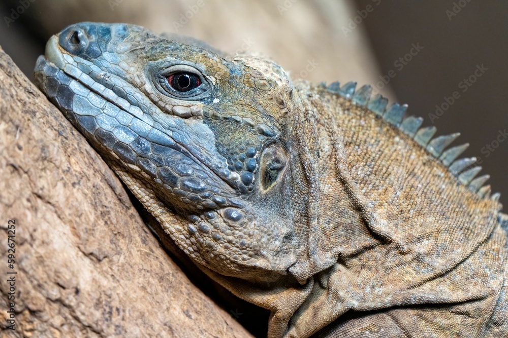 Closeup of a blue iguana lying down on a wooden branch Closeup of a blue iguana lying down on a wooden branch