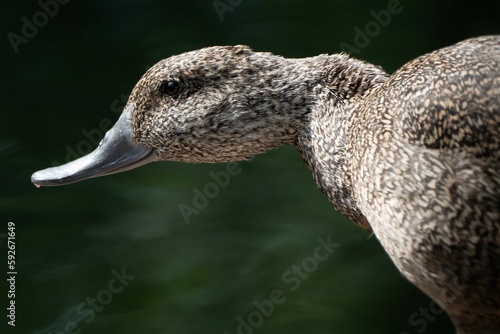 Closeup of the face of a freckled duck flying in front of a blurry background